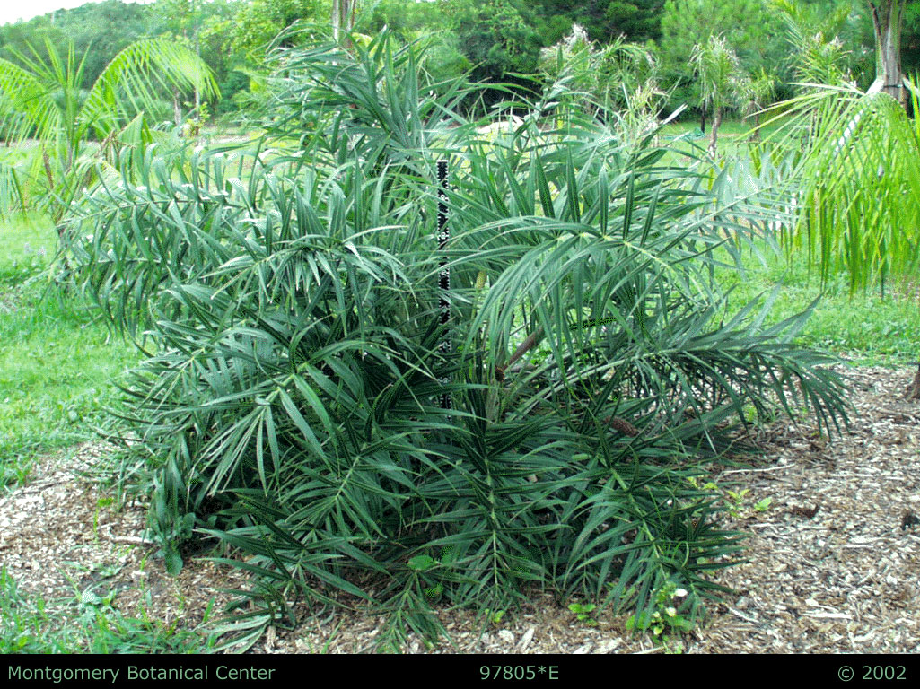   Allagoptera arenaria  palm in the landscape. (MBC photo: 87805E-GD02). Photograph courtesy of Montgomery Botanical Center  http://www.montgomerybotanical.org  