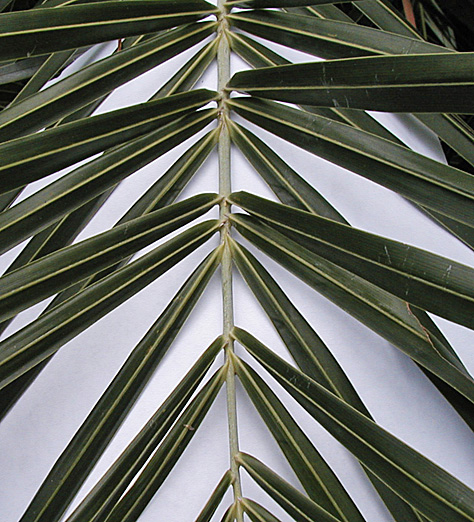   Allagoptera arenaria  leaflets growing in multiple planes. 