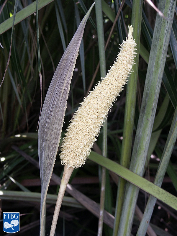   Allagoptera arenaria  inflorescense spike. Photograph courtesy of Fairchild Tropical Botanical Garden, Guide to Palms  http://palmguide.org/index.php  