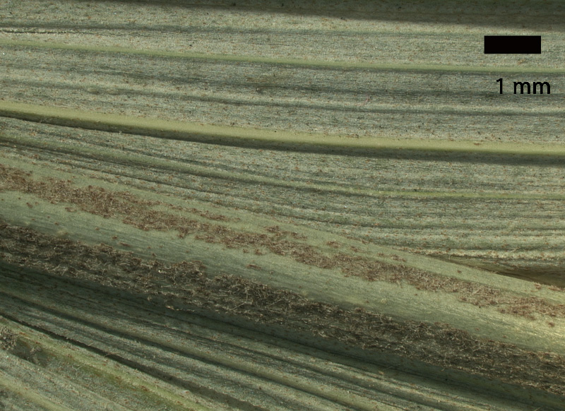   Archontophoenix alexandrae  close view of abaxial leaflet with midrib and secondary veins 