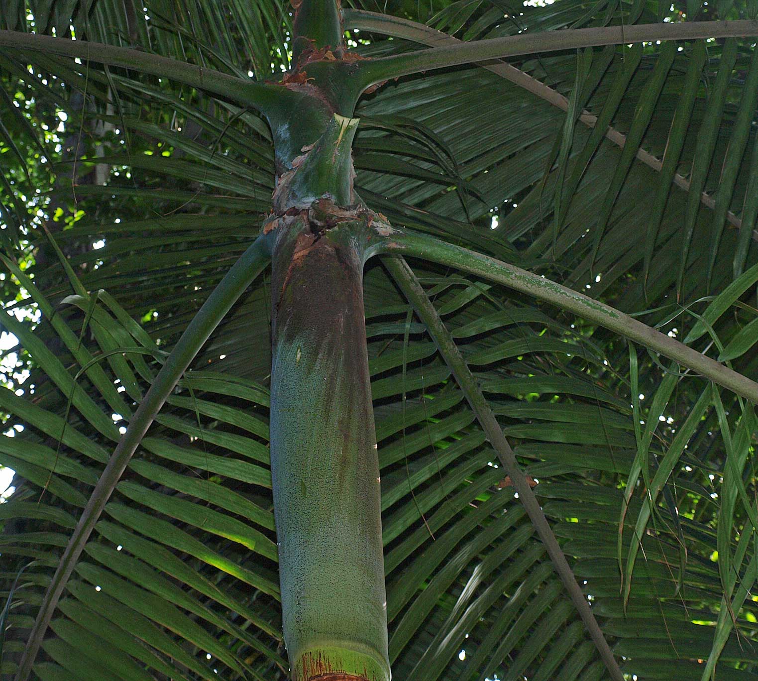   Archontophoenix cunninghamiana  crown shaft 