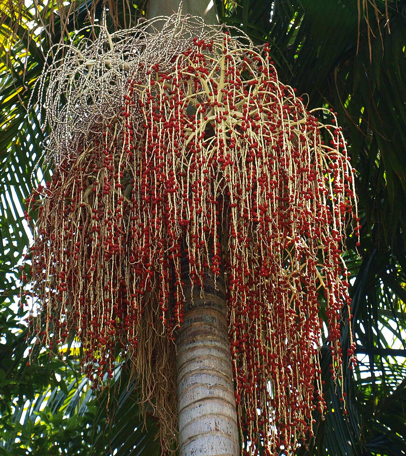   Archontophoenix cunninghamiana  fruit 