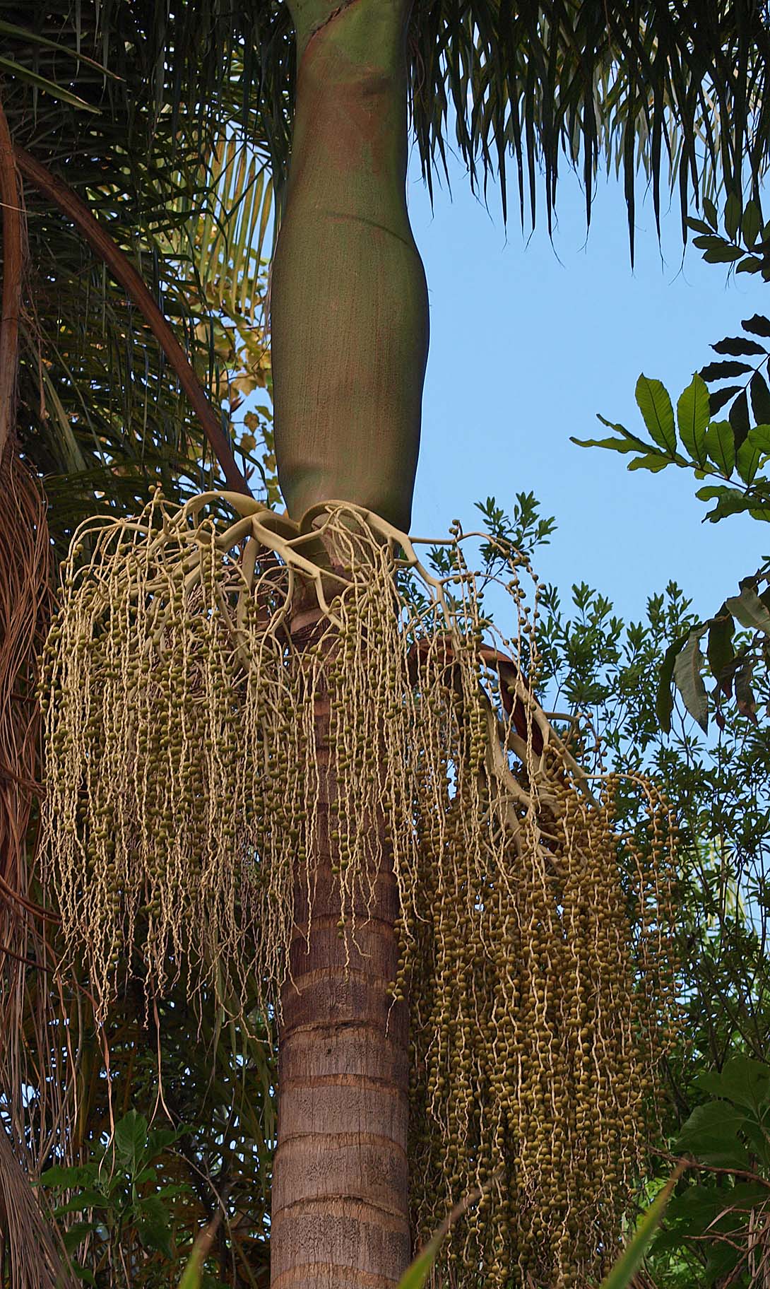   Archontophoenix cunninghamiana  immature fruit 