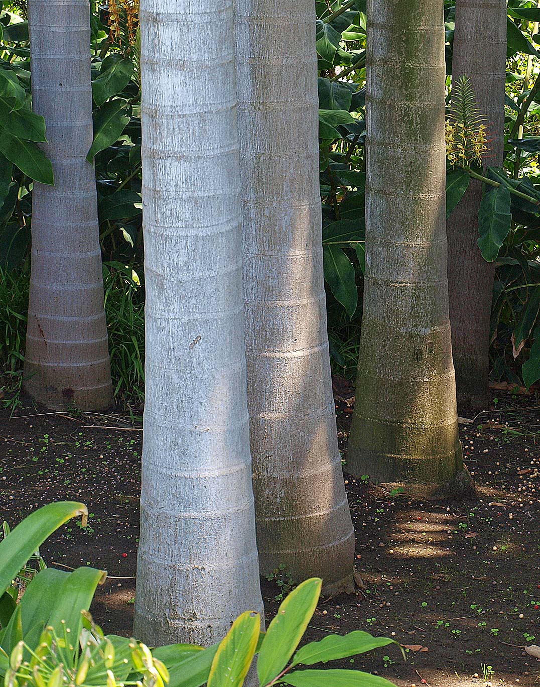   Archontophoenix cunninghamiana  stems 
