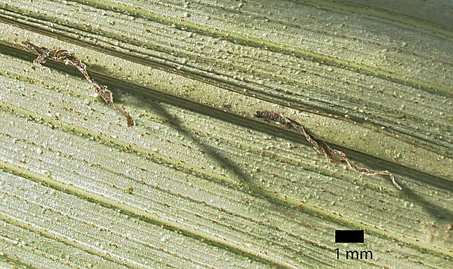   Archontophoenix cunninghamiana  leaflet undersurface with ramenta and scales (dried specimen) 