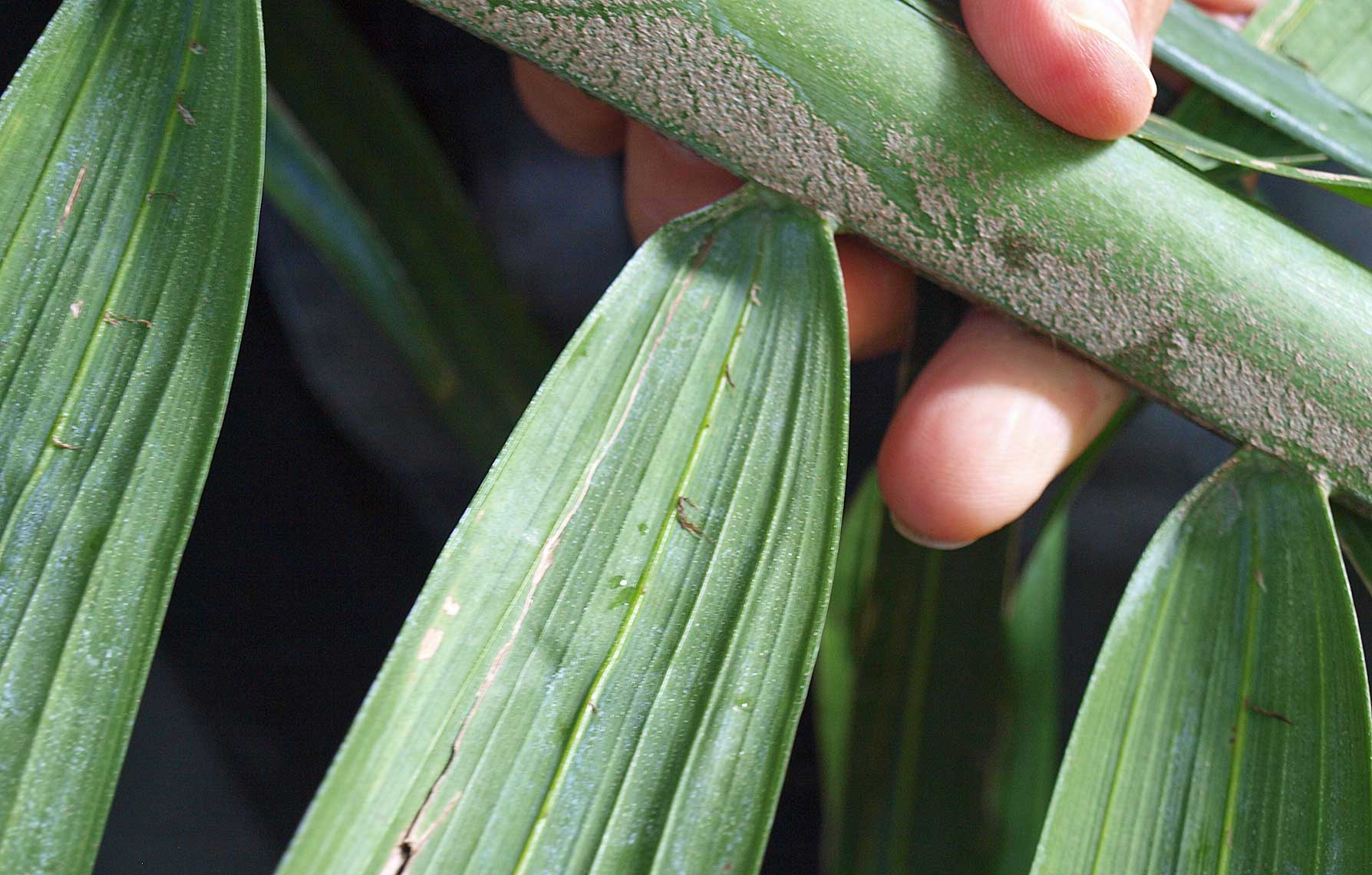   Archontophoenix cunninghamiana  rachis with leaflet attachent 