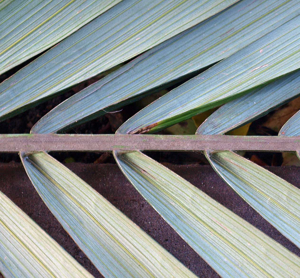   Archontophoenix alexandrae  abaxial leaflet attachment to rachis 