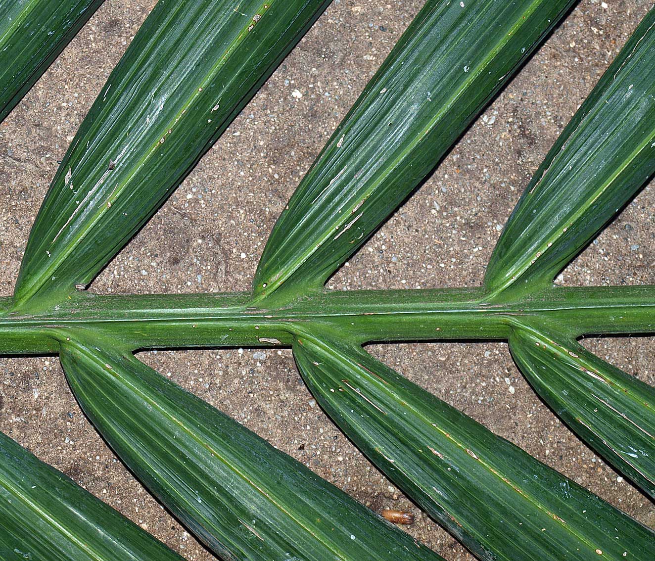   Archontophoenix alexandrae  adaxial leaflet with midrib and secondary veins 