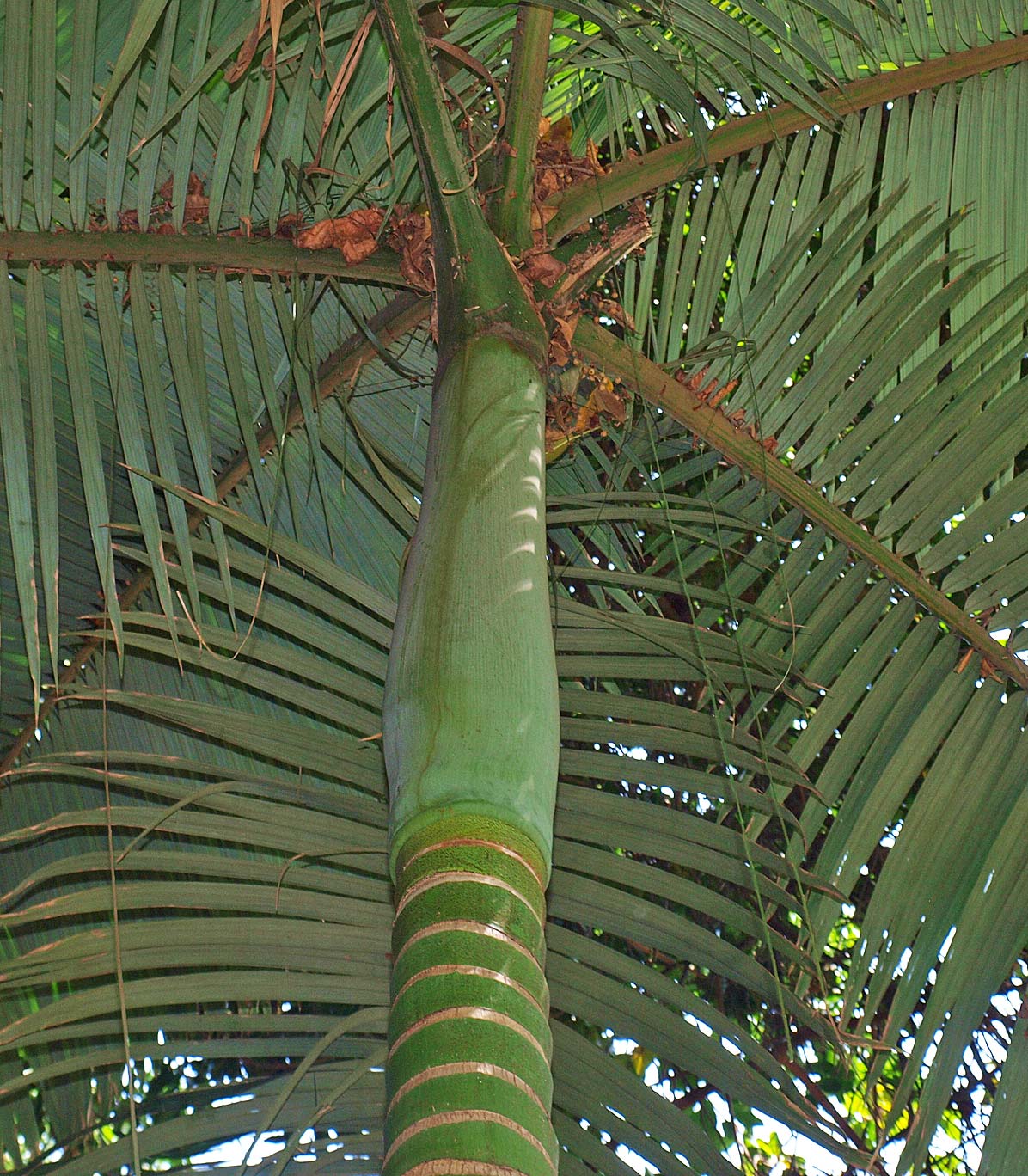   Archontophoenix alexandrae  crown shaft 