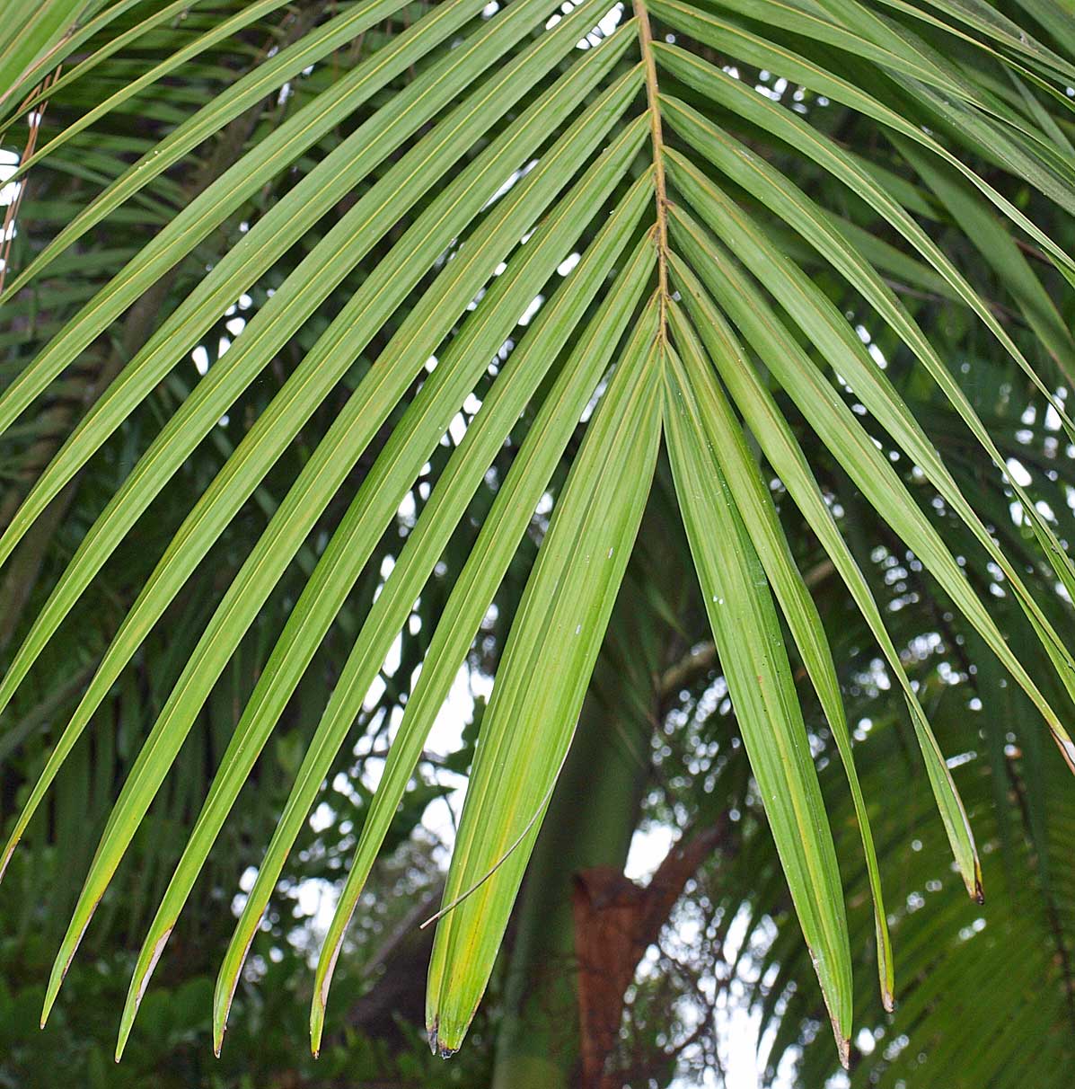   Archontophoenix alexandrae  apical leaflets 