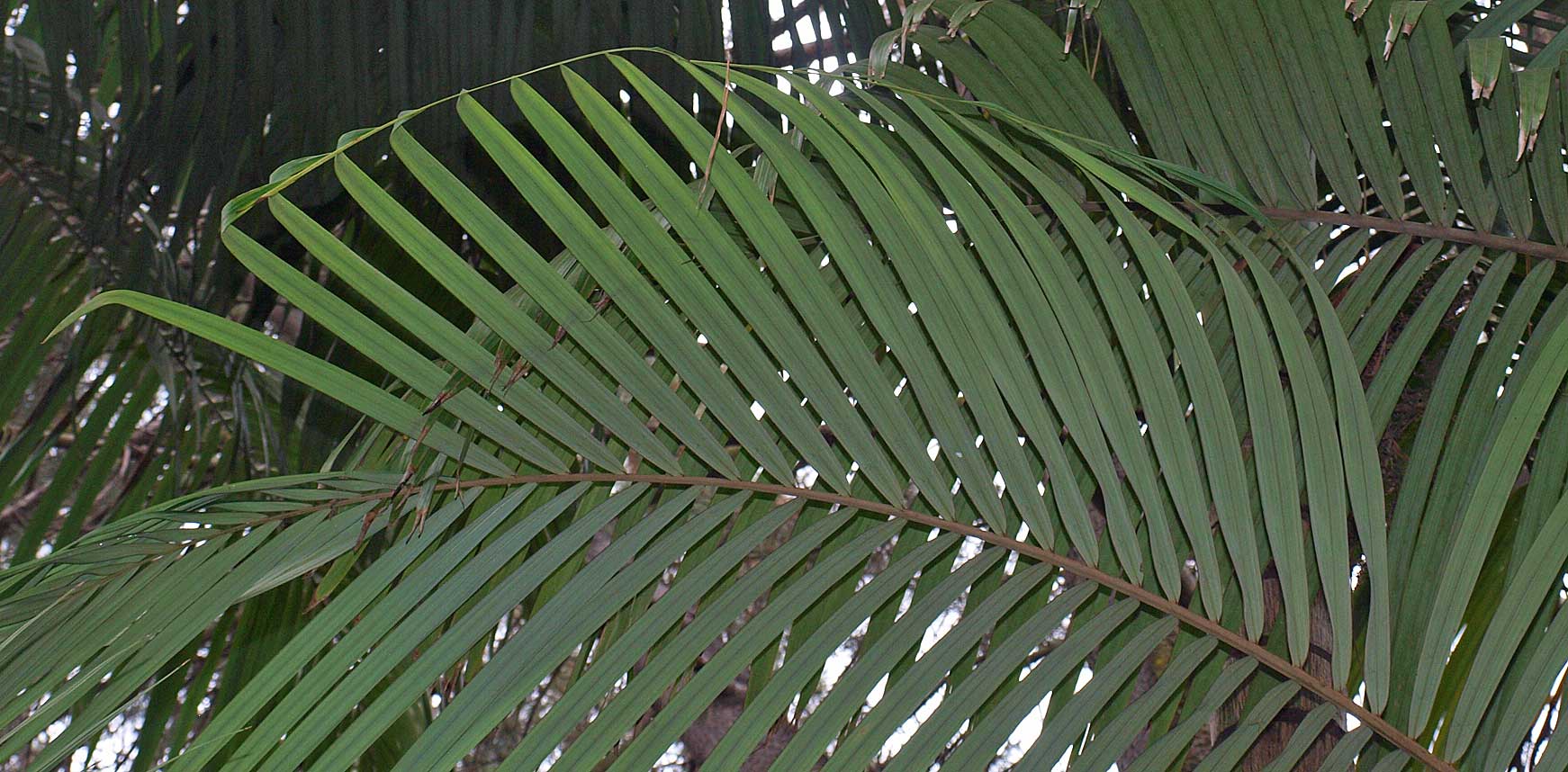   Archontophoenix alexandrae  newly emerging leaf with reins 