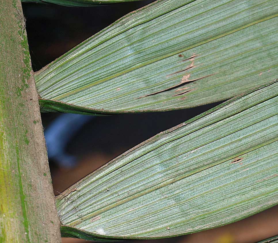   Archontophoenix alexandrae  abaxial leaflet with midrib and secondary veins 