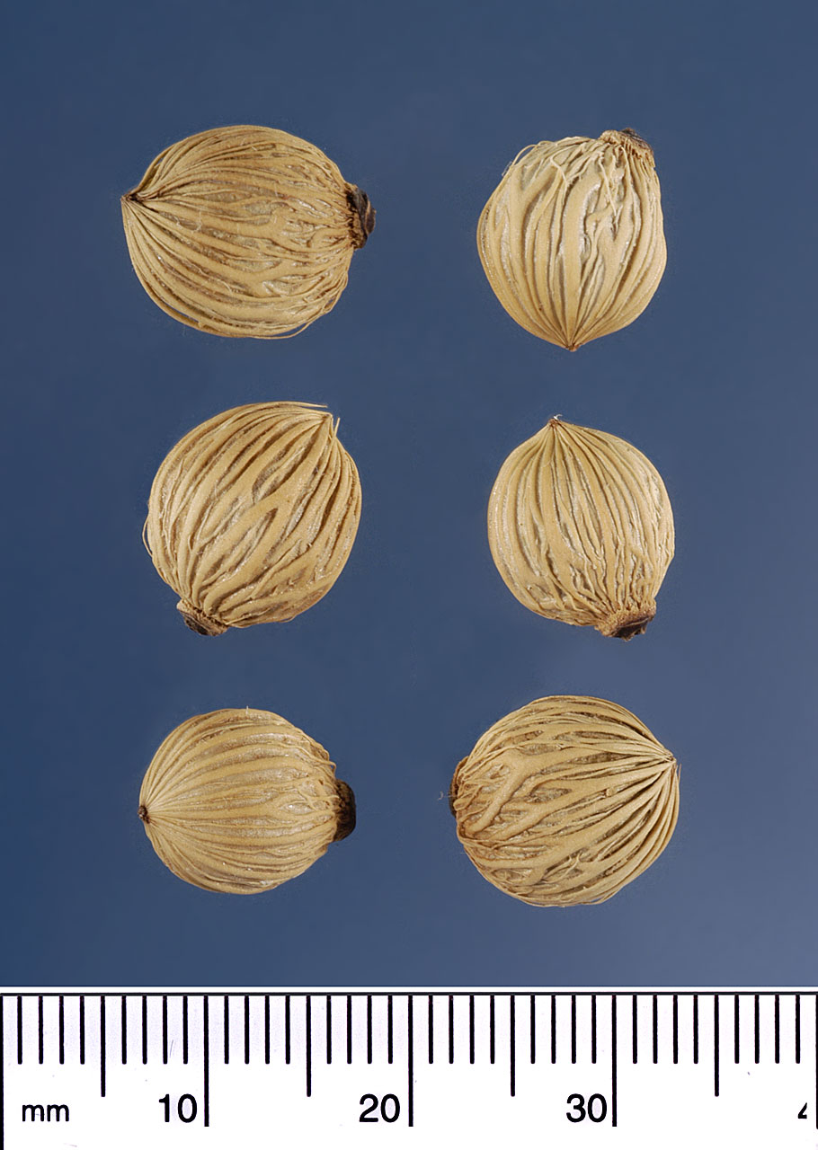   Archontophoenix alexandrae  seeds. Photograph courtesy of Mariana P. Beckman, DPI 