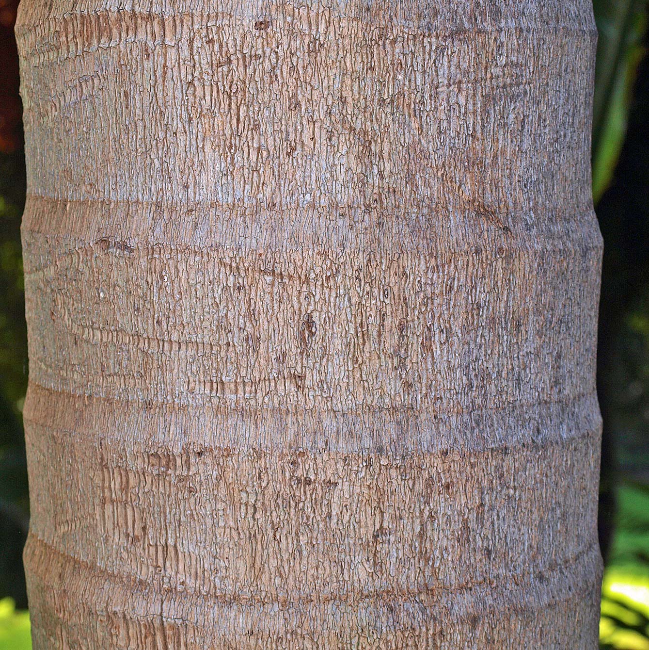   Archontophoenix alexandrae  rings of leaf scars 