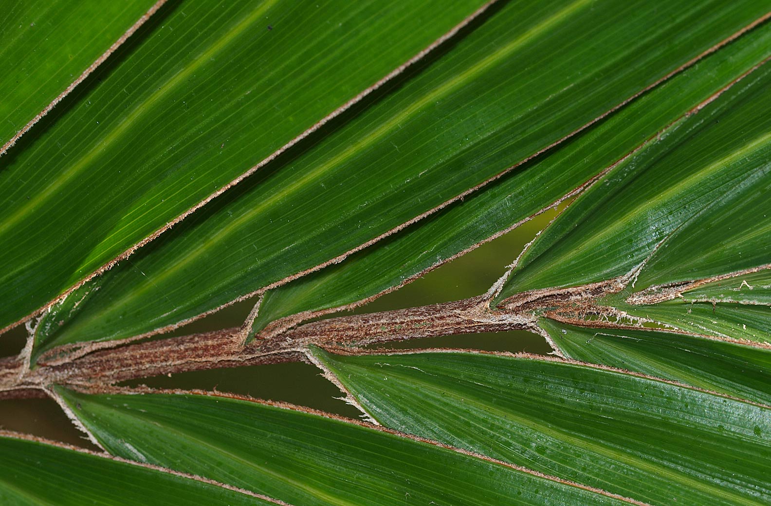   Arenga engleri  rachis with leaflet attachment 