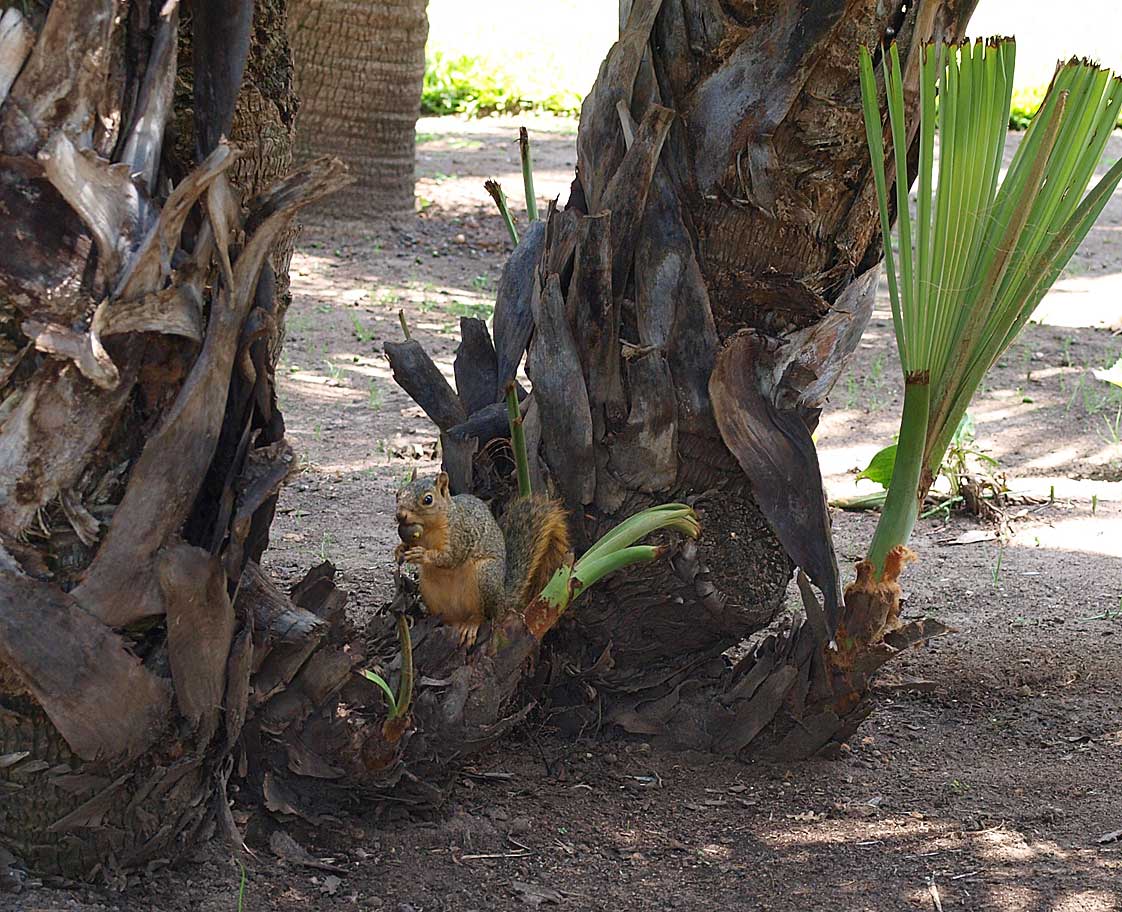   Arenga engleri  older palm stem in landscape with suckering shoots 