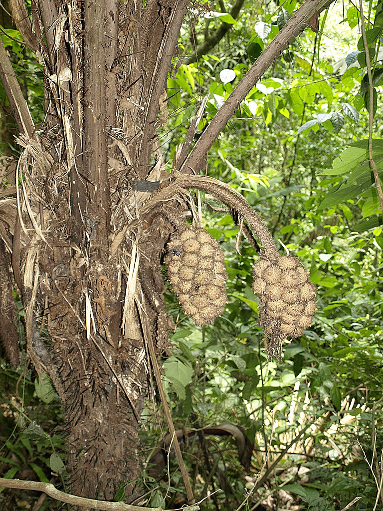   Astrocaryum alatum  fruit. Photograph courtesy of Scott Zona. 