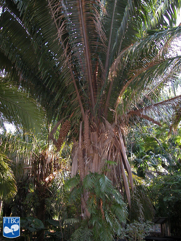   Attalea cohune  in the landscape. Photograph courtesy of Fairchild Tropical Botanical Garden, Guide to Palms  http://palmguide.org/index.php  