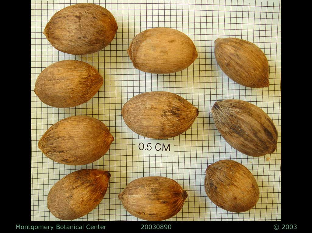   Attalea cohune  seeds. (MBC photo: 030890-1). Photograph courtesy of Montgomery Botanical Center  http://www.montgomerybotanical.org/  