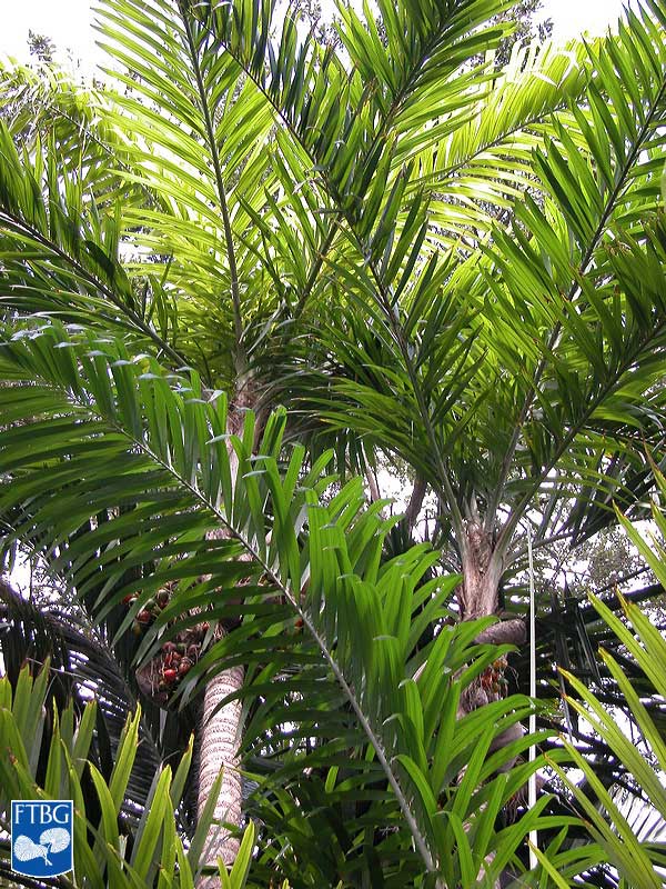   Bactris gasipaes  leaves speading in multiple planes. Photograph courtesy of Fairchild Tropical Botanical Garden, Guide to Palms  http://palmguide.org/index.php  