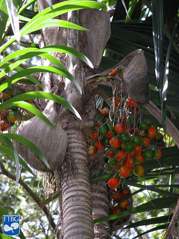   Bactris gasipaes  infructescence with fruit and spiny bracts. Photograph courtesy of Fairchild Tropical Botanical Garden, Guide to Palms  http://palmguide.org/index.php  