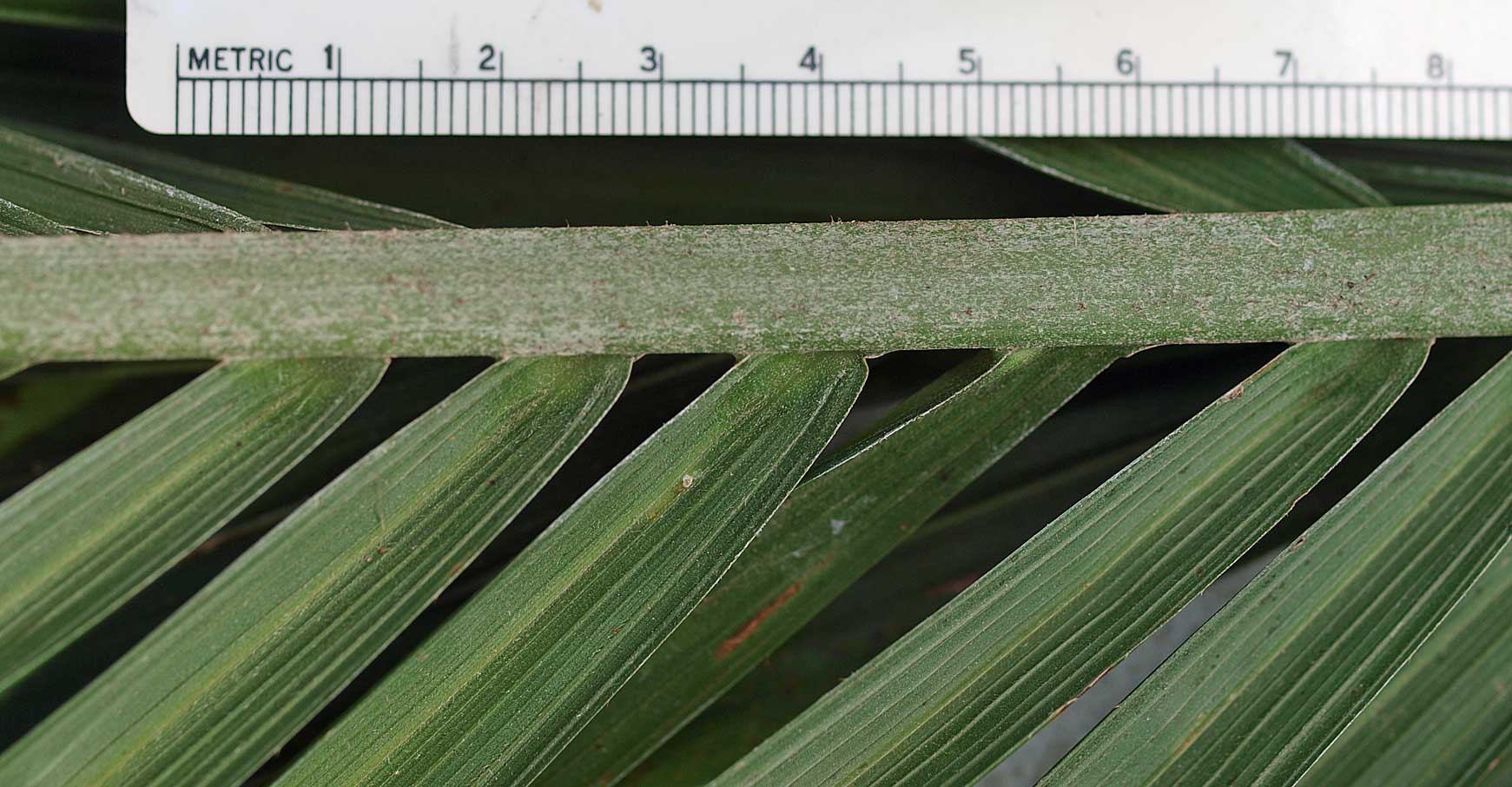   Bactris gasipaes  abaxial leaf rachis with tomentum 
