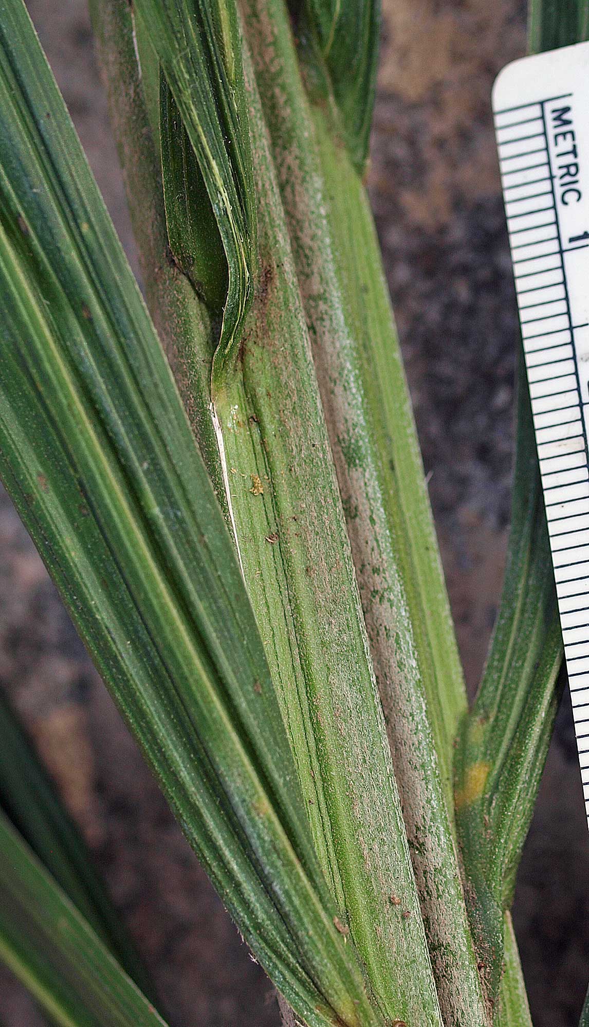   Bactris gasipaes  adaxial leaf rachis with tomentum 