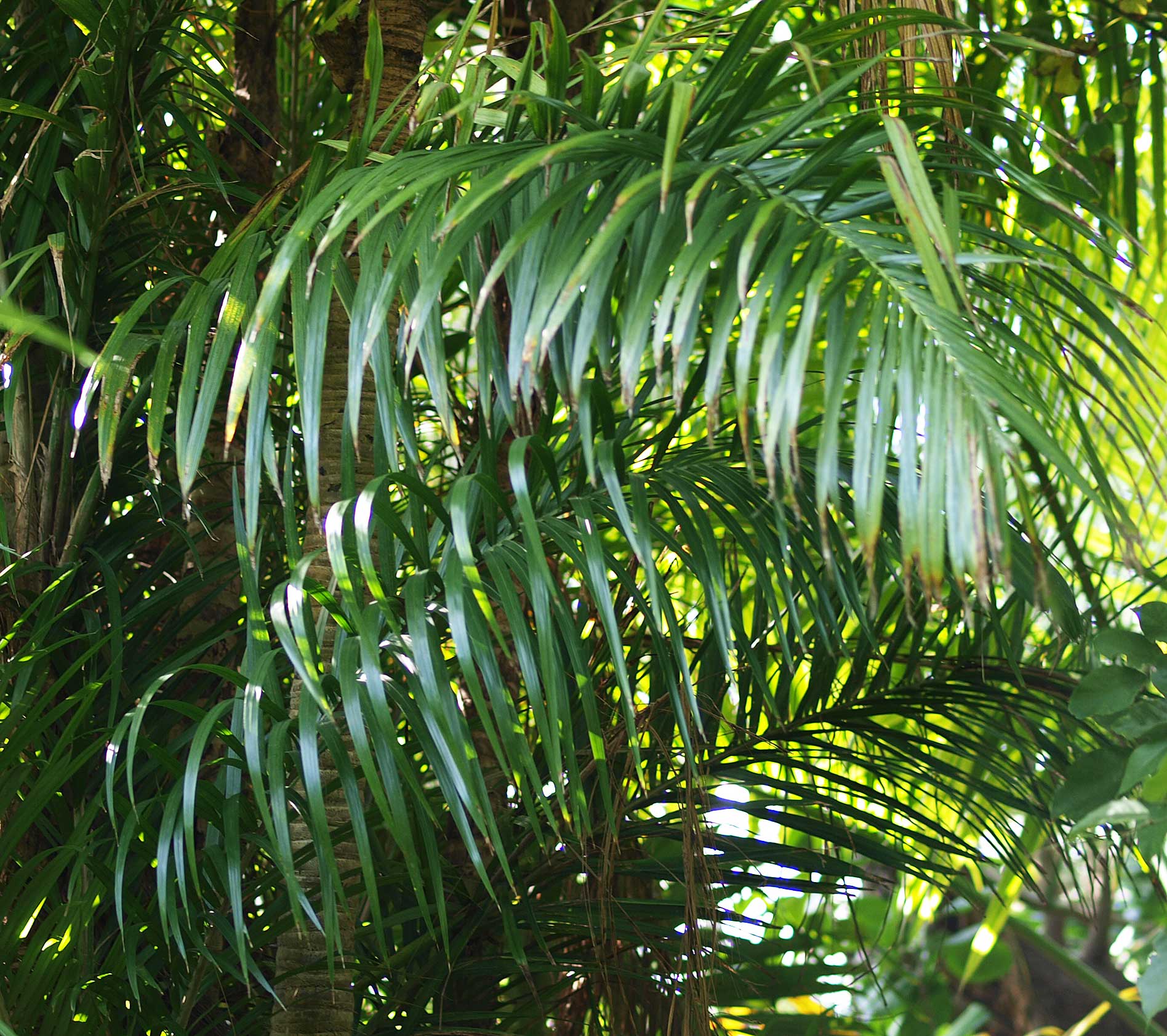   Bactris gasipaes  leaves 
