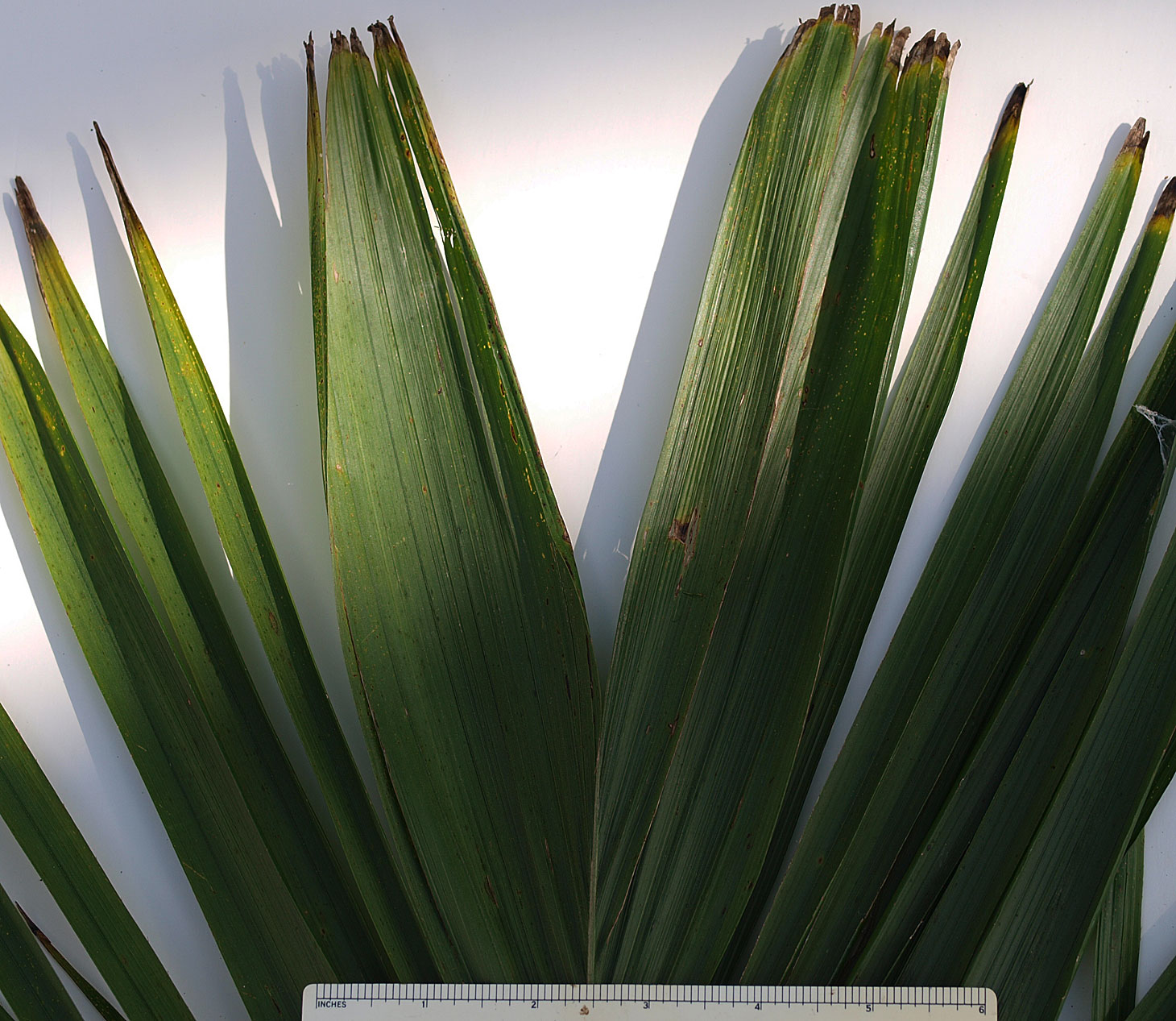   Bactris gasipaes  abaxial leaflet tips (Note: apical leaflets wider than other leaflets) 