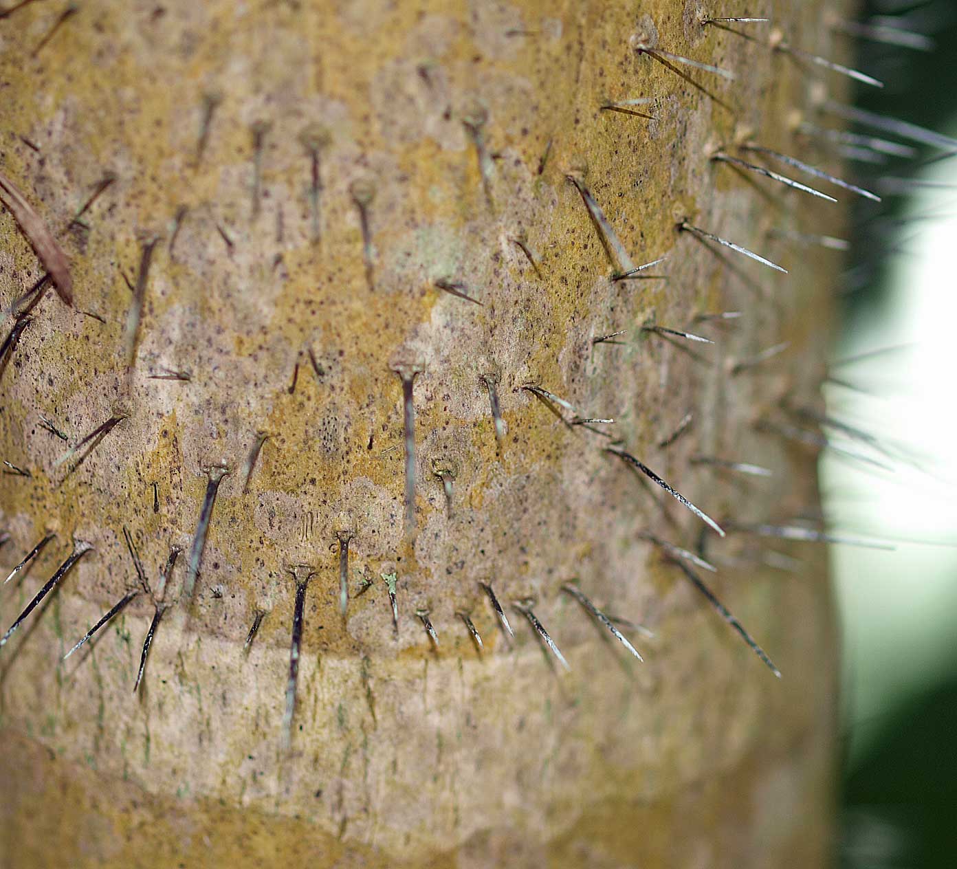   Bactris gasipaes  stem spines 