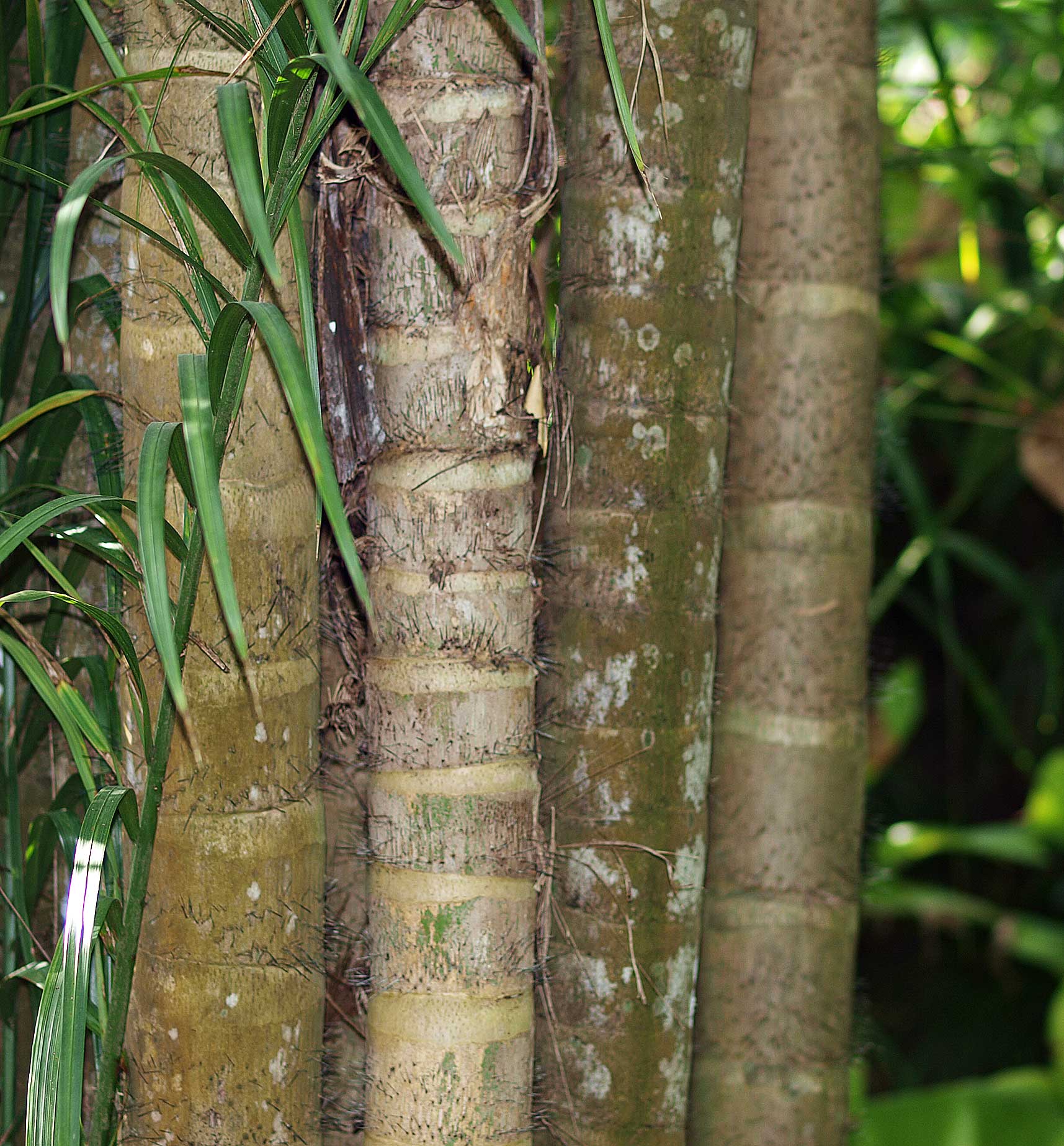   Bactris gasipaes  stems 