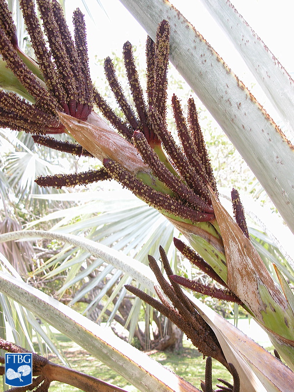   Bismarckia nobilis  inflorescence. Photograph courtesy of Fairchild Tropical Botanical Garden, Guide to Palms  http://palmguide.org/index.php  