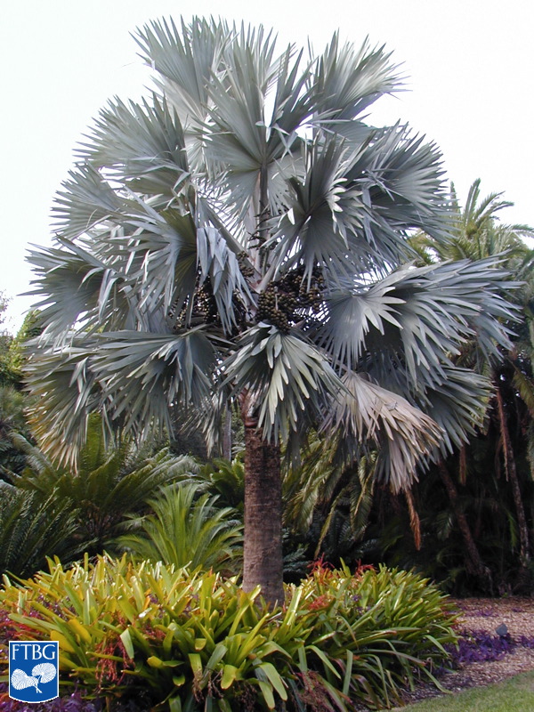   Bismarckia nobilis  in the landscape. Photograph courtesy of Fairchild Tropical Botanical Garden, Guide to Palms  http://palmguide.org/index.php  