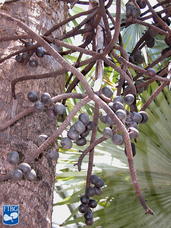   Bismarckia nobilis  fruit. Photograph courtesy of Fairchild Tropical Botanical Garden, Guide to Palms  http://palmguide.org/index.php  
