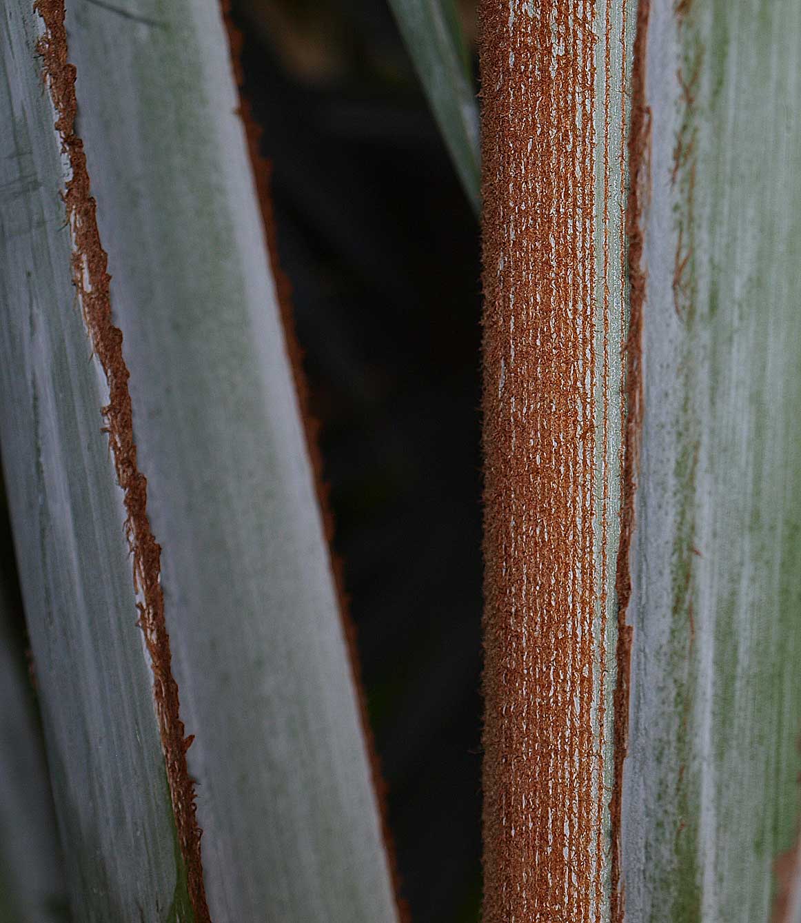   Bismarckia nobilis  cinnamon-colored floccose indumentum 