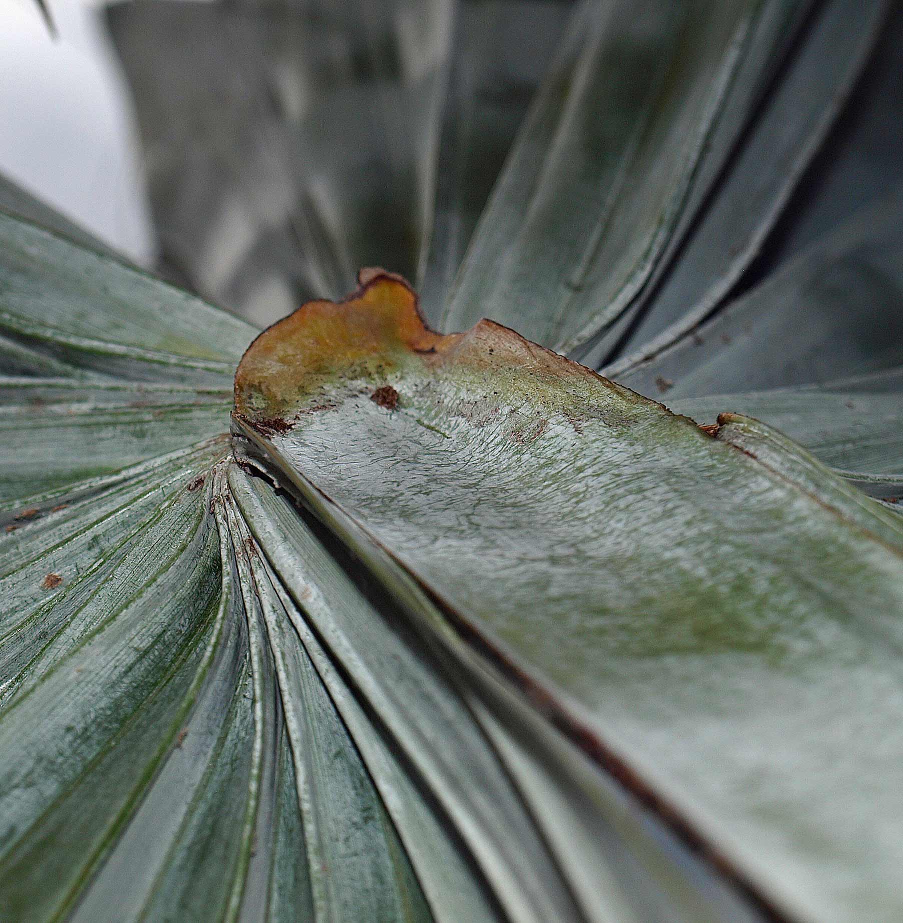   Bismarckia nobilis  somewhat asymmetrical adaxial hastula 
