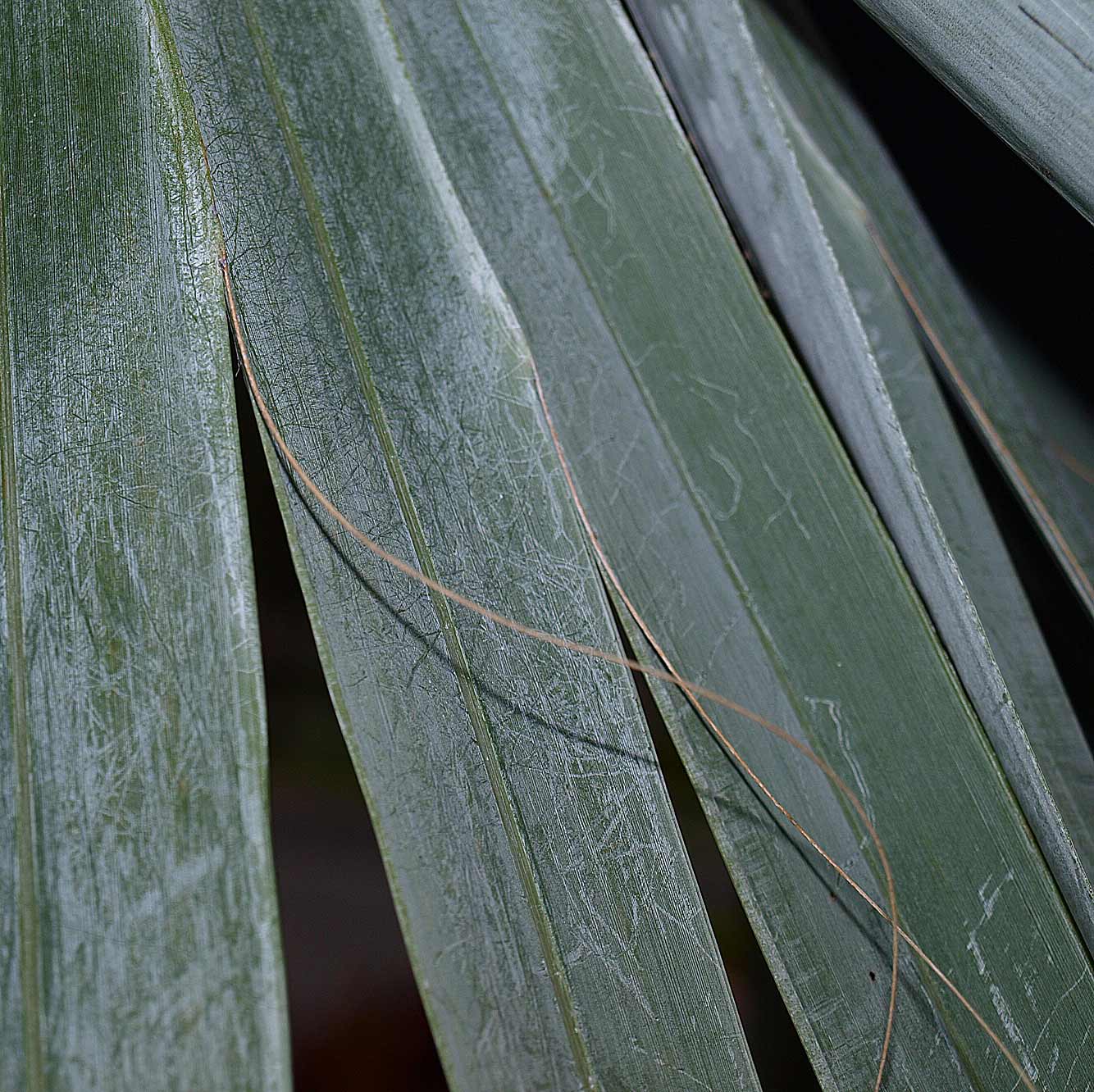   Bismarckia nobilis  interfold leaf fibers 