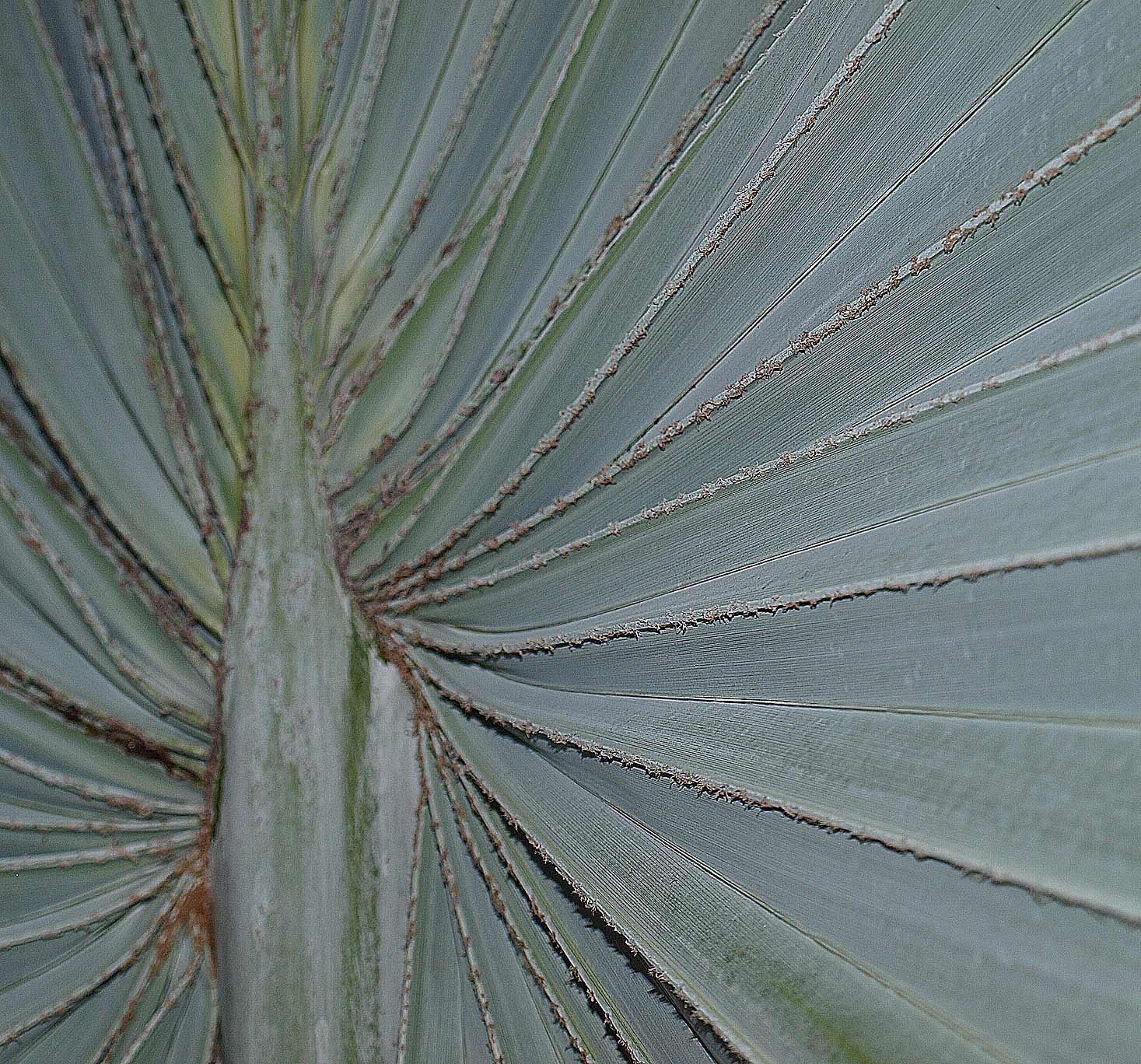  Bismarckia nobilis  abaxial leaf surface, costa 