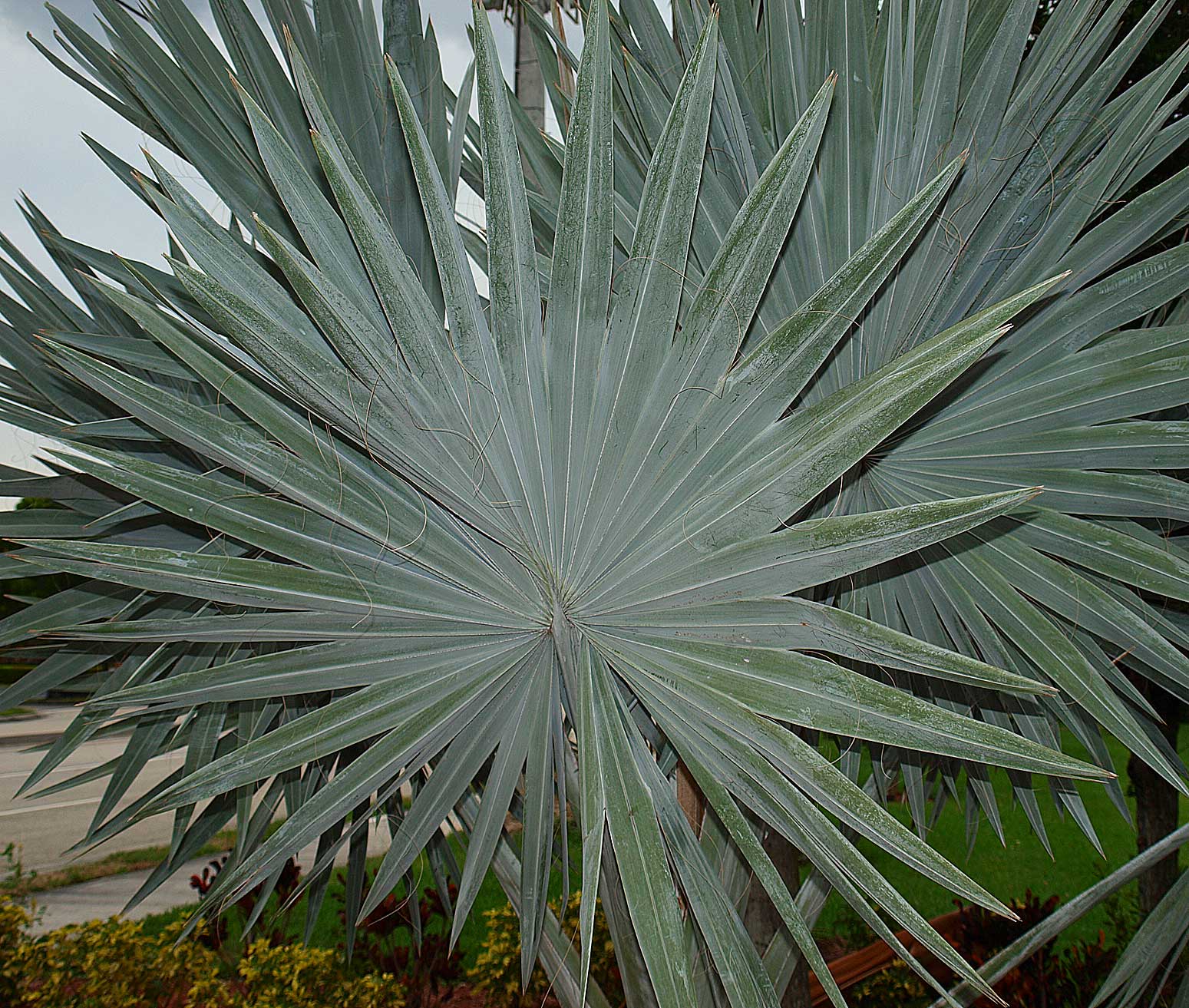   Bismarckia nobilis  leaf of young palm 