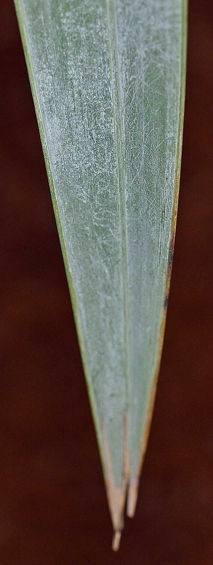   Bismarckia nobilis  leaf tip 