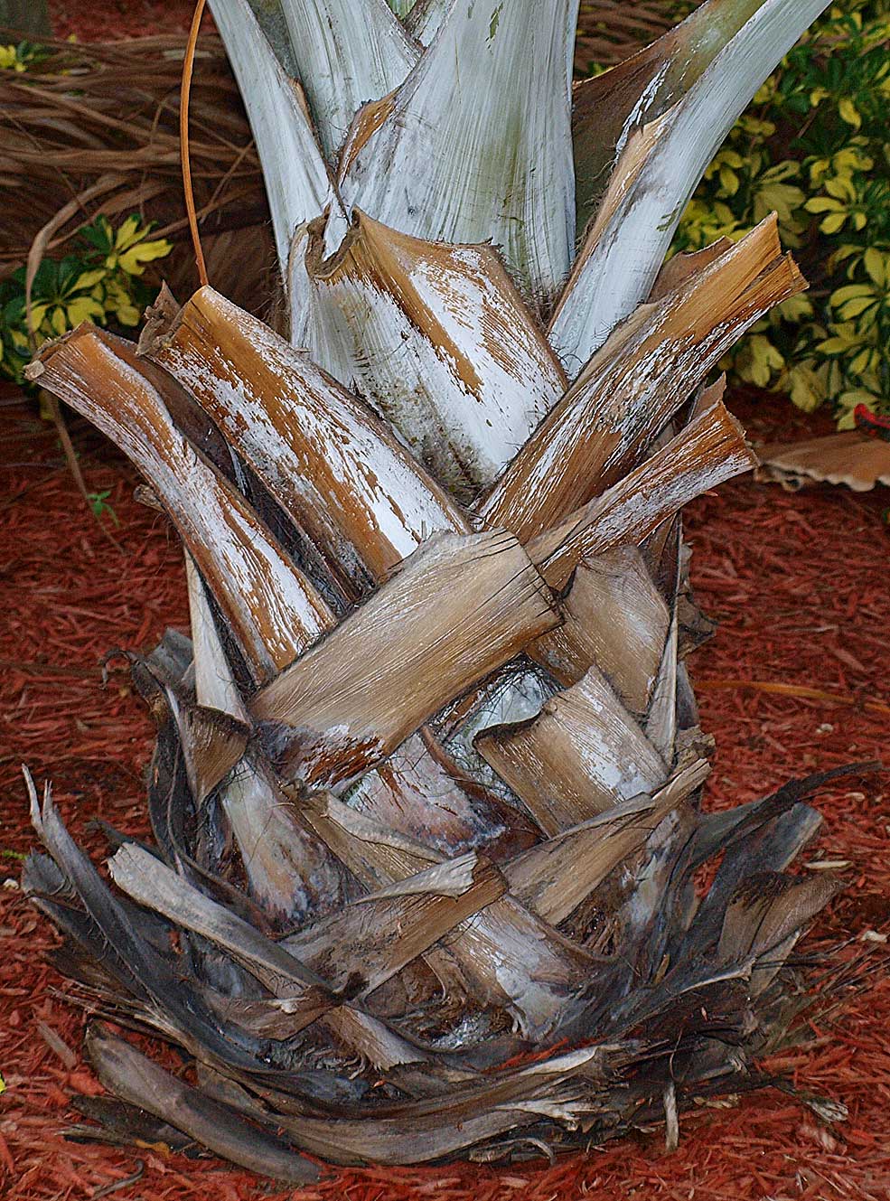   Bismarckia nobilis  stem of young palm with persistent leaf bases attached 