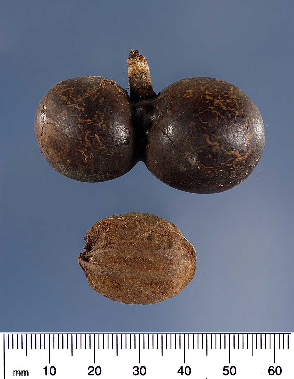   Bismarckia nobilis  fruit (above) and seed (below). Photograph courtesy of Mariana P. Beckman, DPI 