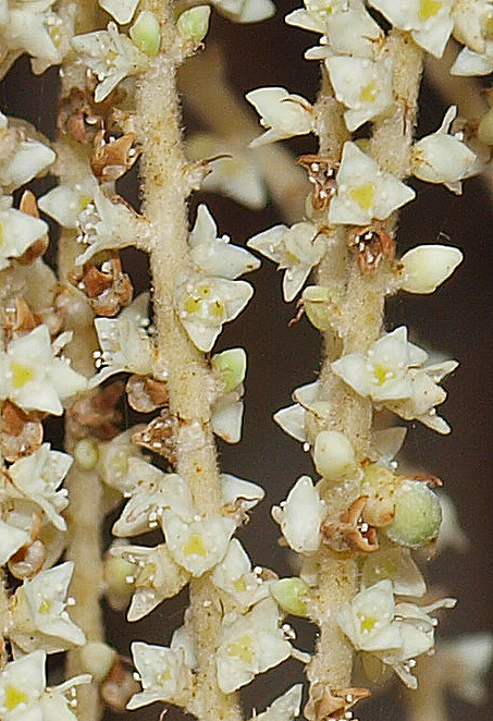   Brahea armata  flowers 