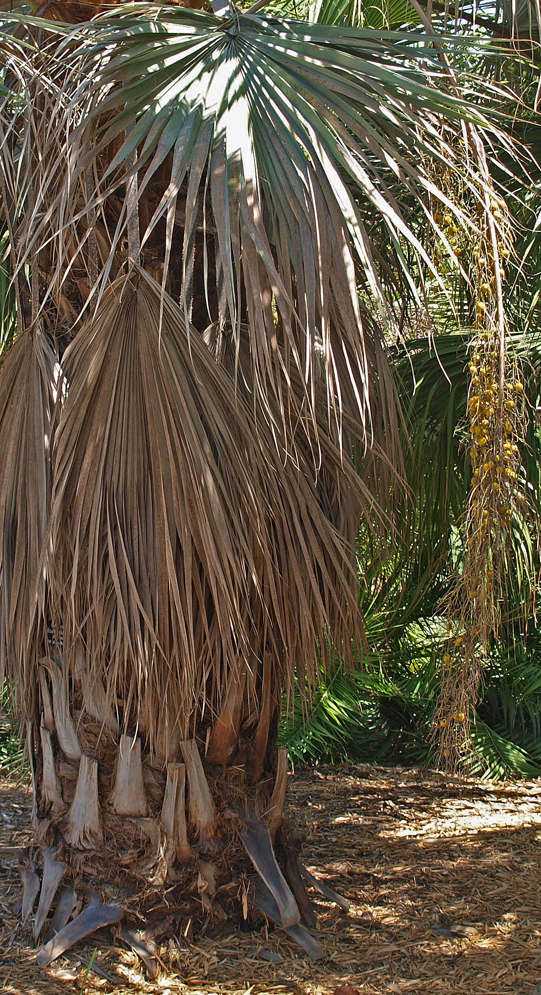   Brahea armata  mature palm with fruit 