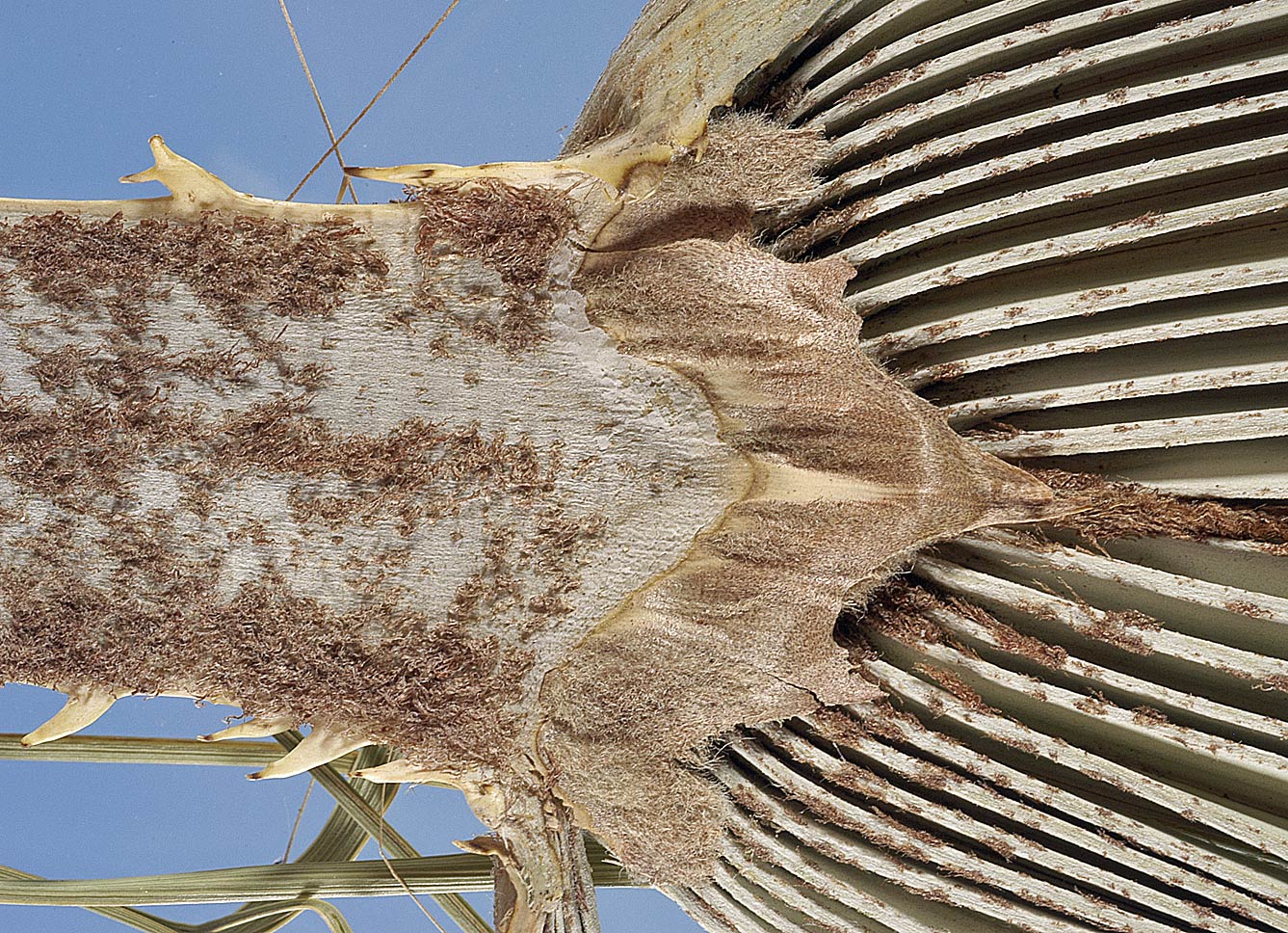   Brahea armata  adaxial hastula and marginal teeth on petiole. Photograph courtesy of Mariana P. Beckman, DPI 