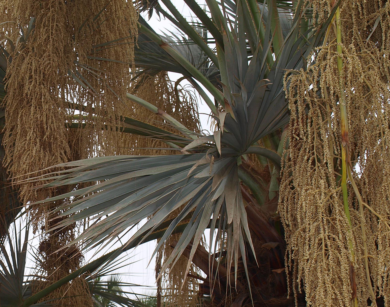   Brahea armata  mature palm leaf and flowers 