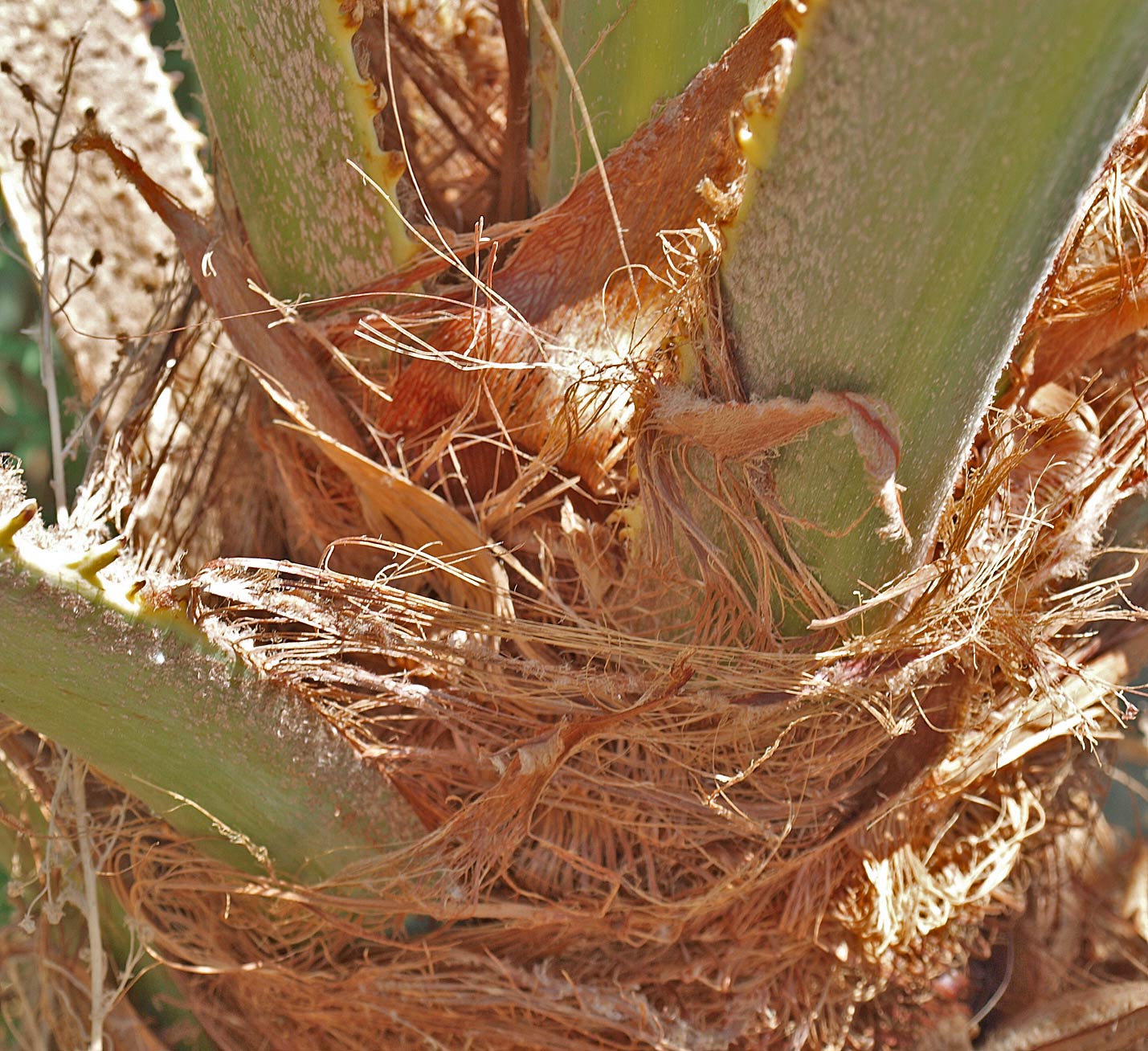   Brahea armata  fibers of leaf sheath and marginal teeth along petiole 