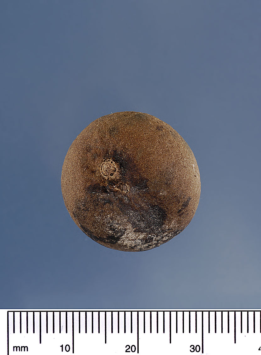   Brahea armata  seed. Photograph courtesy of Mariana P. Beckman, DPI 