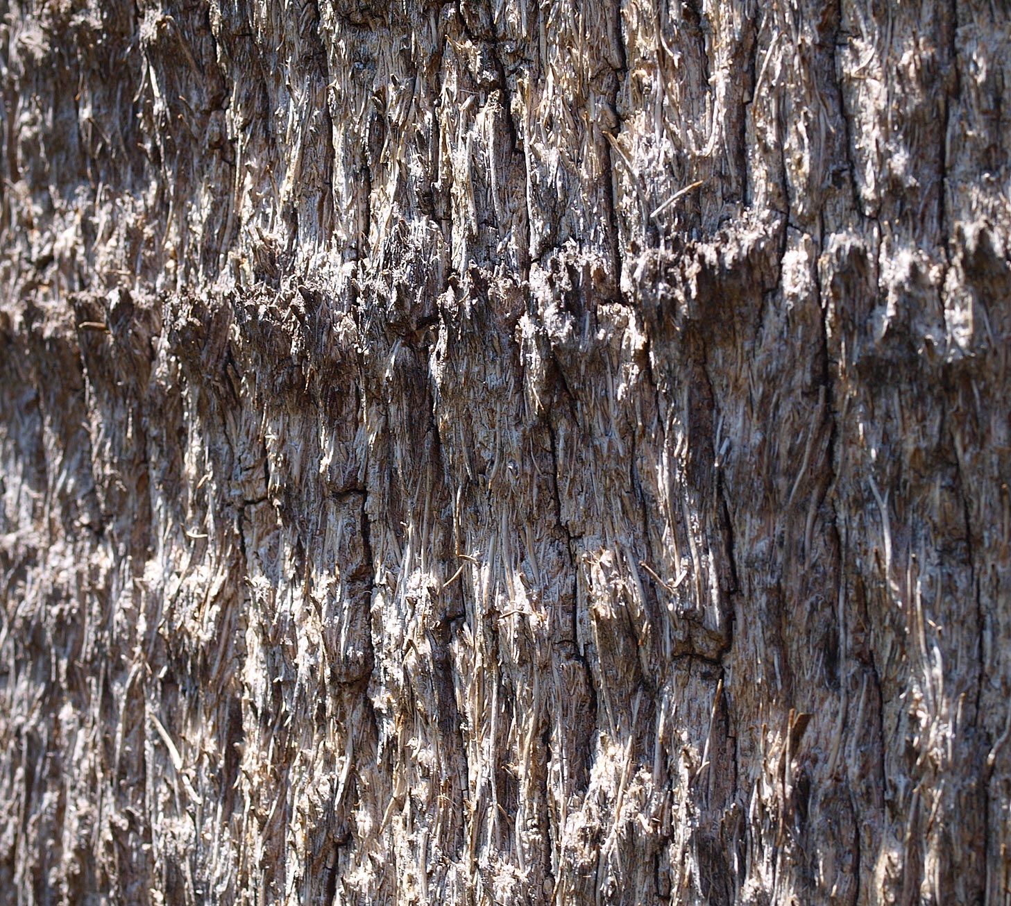  Brahea armata  stem of mature palm (close view) 
