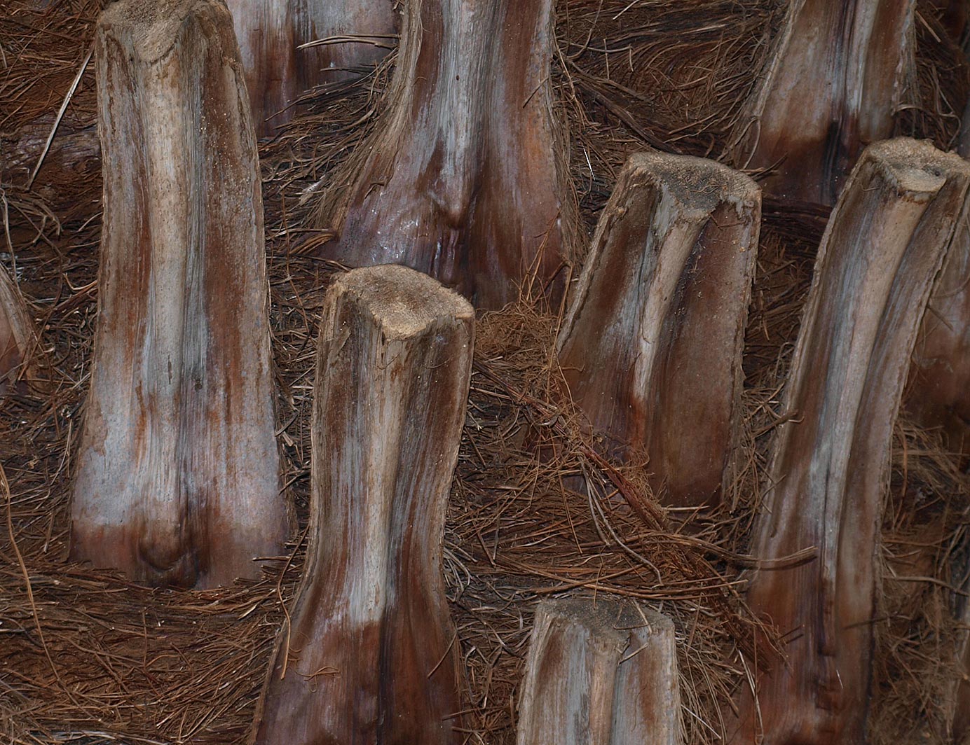   Brahea armata  stem of young palm (close view) 
